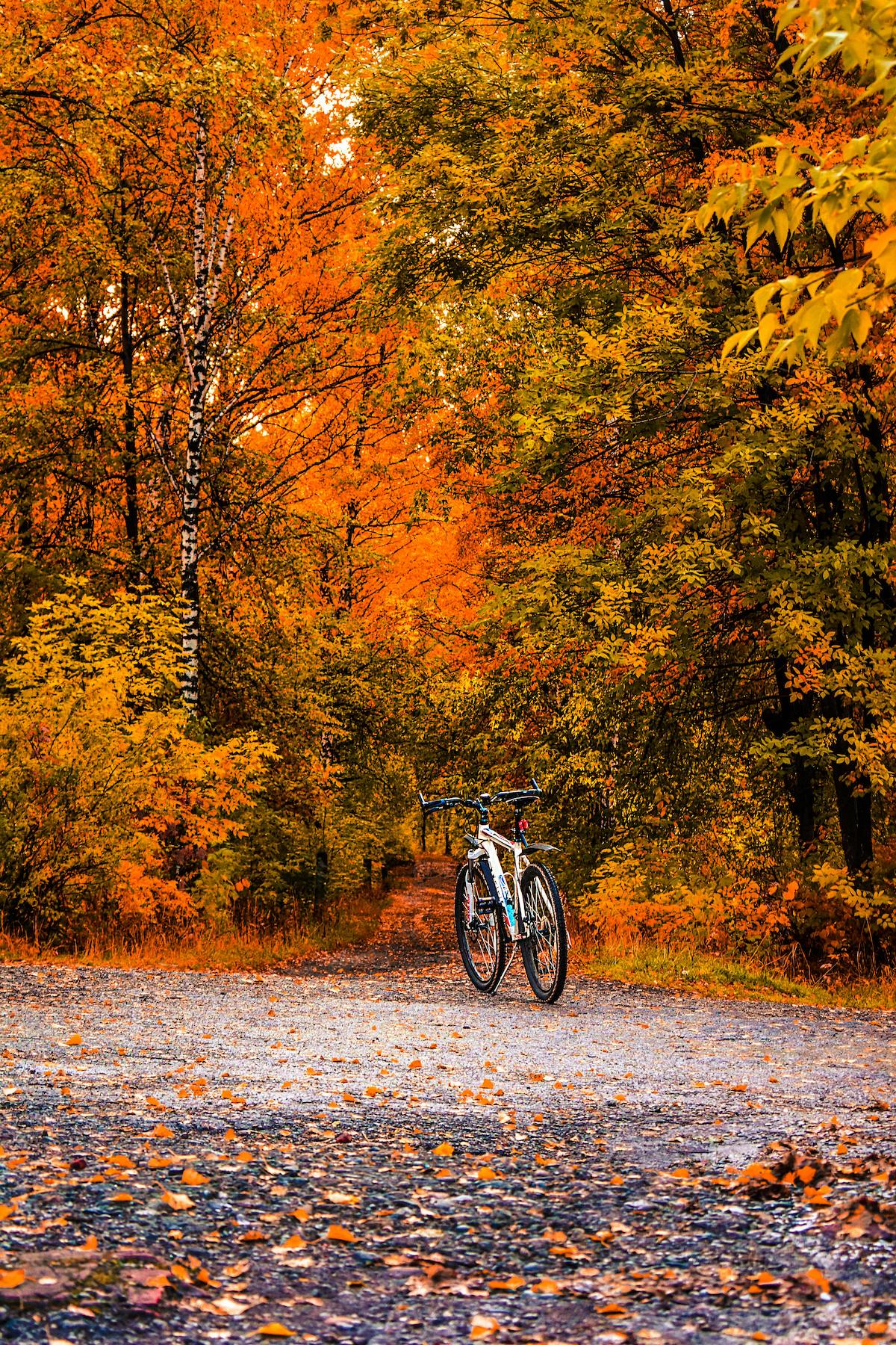 Bike in the forest. The Rise of Outdoor Fitness: A Natural Way to Stay in Shape
